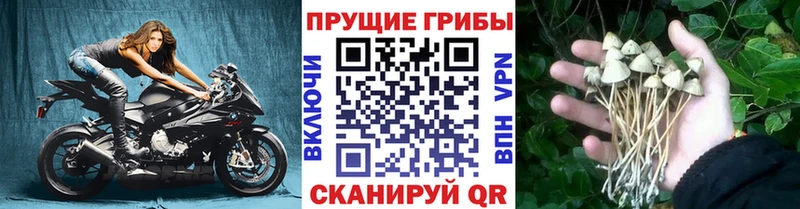 Галлюциногенные грибы мухоморы  где найти   кракен ССЫЛКА  Арсеньев 