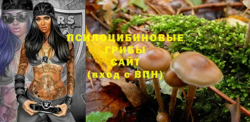 купить наркотик  Арсеньев  Псилоцибиновые грибы Psilocybe 